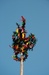 IMG-0669.JPG